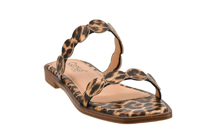 ROUND OF APPLAUSE - LEOPARD